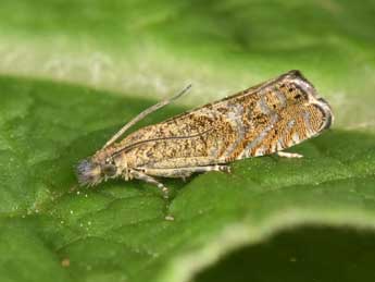 Dichrorampha plumbagana Tr. adulte - �Philippe Mothiron