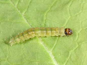  Chenille de Archips podana Scop. - �Philippe Mothiron