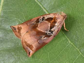 Archips podana Scop. adulte - �Philippe Mothiron