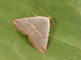 Eublemma polygramma Dup. adulte - �Philippe Mothiron