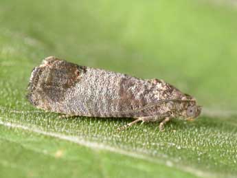 Cydia pomonella L. adulte - �Philippe Mothiron