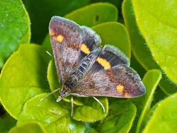 Pyrausta porphyralis D. & S. adulte - �Jean-Louis Lovisa