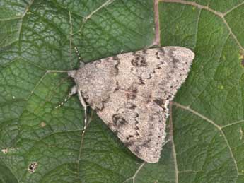 Catocala puerpera Giorna adulte - �Philippe Mothiron