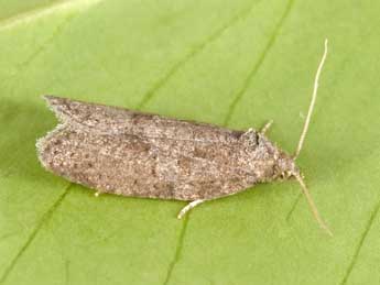 Cnephasia pumicana Z. adulte - �Philippe Mothiron