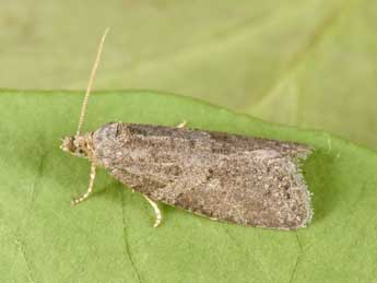 Cnephasia pumicana Z. adulte - �Philippe Mothiron