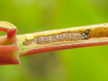  Chenille de Pammene purpureana Const. - �Ruben Meert