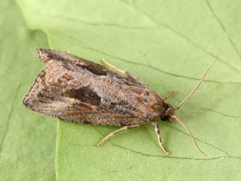 Endothenia quadrimaculana Hw. adulte - �Philippe Mothiron