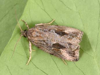 Endothenia quadrimaculana Hw. adulte - �Philippe Mothiron