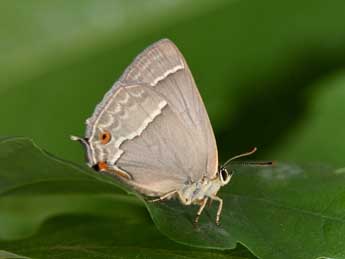 Quercusia quercus L. adulte - �Philippe Mothiron