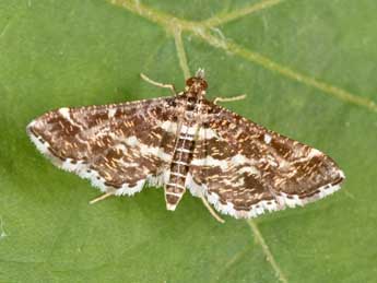 Diasemiopsis ramburialis Dup. adulte - �Philippe Mothiron