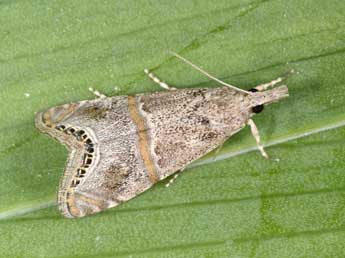 Euchromius ramburiellus Dup. adulte - �Philippe Mothiron