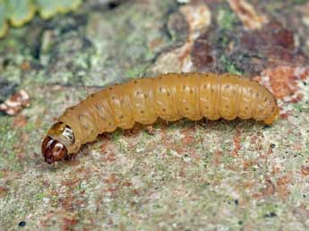  Chenille de Epinotia ramella L. - �Patrick Clement