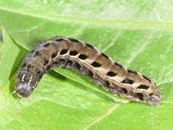  Chenille de Chersotis rectangula D. & S. - �Philippe Mothiron