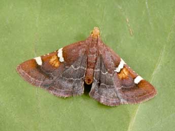 Pyralis regalis D. & S. adulte - �Philippe Mothiron