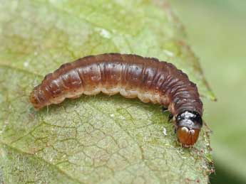  Chenille de Notocelia rosaecolana Dbld. - �Patrick Clement