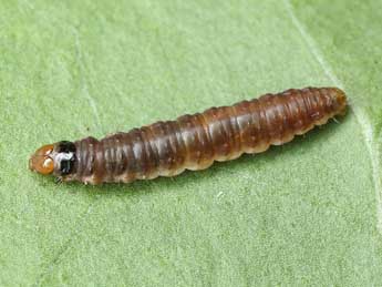  Chenille de Notocelia rosaecolana Dbld. - �Patrick Clement