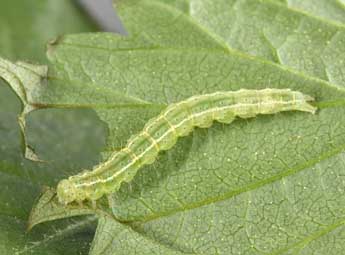  Chenille de Hypena rostralis L. - �Philippe Mothiron