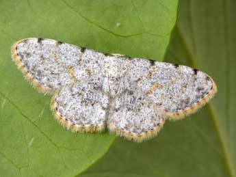 Scopula rufomixtaria Grasl. adulte - �Philippe Mothiron