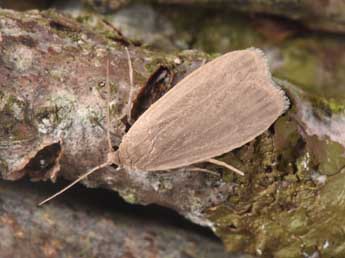 Pseudokatha rungsi Toulgo�t adulte - �Philippe Mothiron