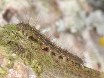  Chenille de Pseudokatha rungsi Toulgo�t - �Philippe Mothiron