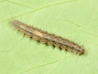  Chenille de Pseudokatha rungsi Toulgo�t - �Philippe Mothiron