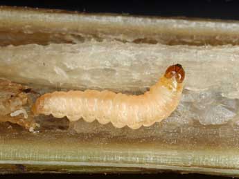  Chenille de Cochylidia rupicola Curt. - �Patrick Clement