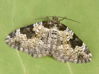 Xanthorhoe sardisjuncta Hausm. adulte - �Philippe Mothiron