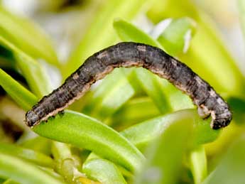  Chenille de Xanthorhoe sardisjuncta Hausm. - �Philippe Mothiron