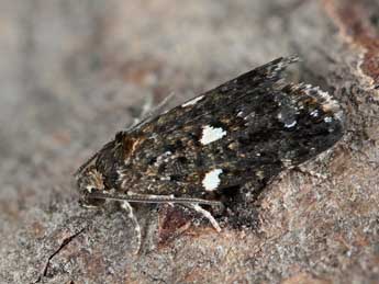 Olindia schumacherana F. adulte - �Dominique Halleux