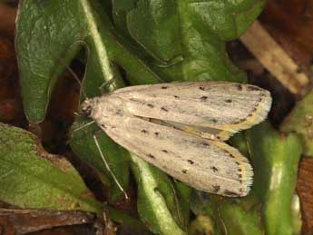 Cremnophila sedakovella Ev. adulte - �Adrien Jailloux