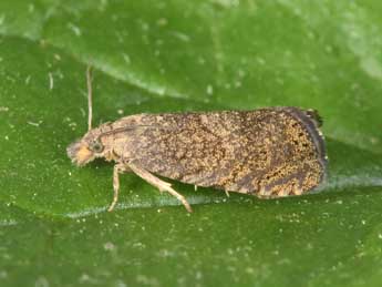 Dichrorampha sedatana Busck adulte - �Philippe Mothiron