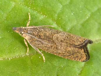 Dichrorampha sedatana Busck adulte - �Philippe Mothiron