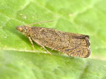 Dichrorampha sedatana Busck adulte - �Philippe Mothiron