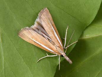 Agriphila selasella Hb. adulte - �Philippe Mothiron