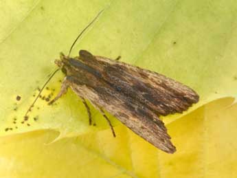 Lithophane semibrunnea Hw. adulte - �Philippe Mothiron