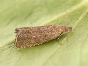 Dichrorampha senectana Gn. adulte - �Philippe Mothiron