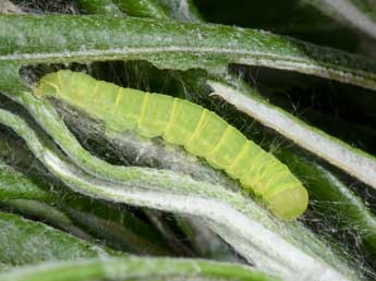  Chenille de Nycteola siculana Fuchs - �Philippe Mothiron