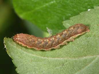  Chenille de Eugraphe sigma D. & S. - �Philippe Mothiron