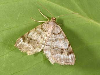 Macaria signaria Hb. adulte - �Philippe Mothiron