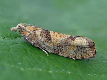 Epinotia solandriana L. adulte - �Patrick Clement