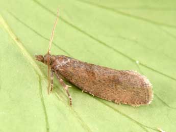 Epinotia sordidana Hb. adulte - �Philippe Mothiron