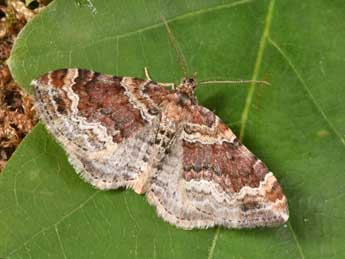 Xanthorhoe spadicearia D. & S. adulte - �Philippe Mothiron