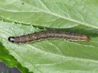  Chenille de Clepsis spectrana Tr. - �Patrick Clement