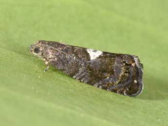 Pammene spiniana Dup. adulte - �Philippe Mothiron