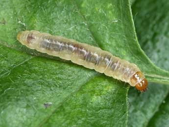  Chenille de Pammene spiniana Dup. - �Patrick Clement