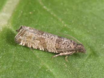 Rhopobota stagnana D. & S. adulte - �Philippe Mothiron