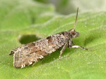 Rhopobota stagnana D. & S. adulte - �Philippe Mothiron