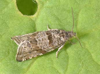 Rhopobota stagnana D. & S. adulte - �Philippe Mothiron