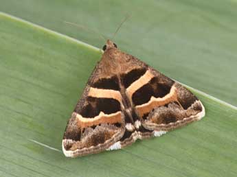 Grammodes stolida F. adulte - �Philippe Mothiron