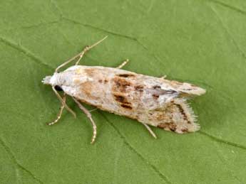 Cochylimorpha straminea Hw. adulte - �Philippe Mothiron